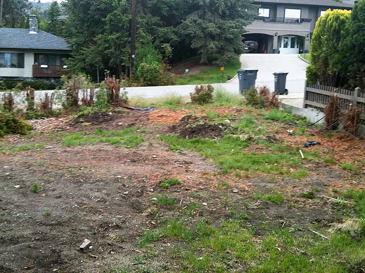 Lawn and cedar removal Achenbach lawn and cedars being removed